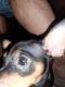 Miniature Pinscher Puppies for sale in Raritan, NJ 08869, USA. price: $250