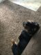 Miniature Pinscher Puppies for sale in Topeka, KS 66604, USA. price: $100