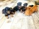 Miniature Pinscher Puppies for sale in Bloomington, CA, USA. price: NA