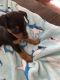 Miniature Pinscher Puppies for sale in Vacaville, CA, USA. price: NA