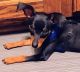 Miniature Pinscher Puppies for sale in Easley, SC, USA. price: $750