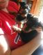 Miniature Pinscher Puppies for sale in Rochester, NY, USA. price: $700