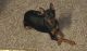 Miniature Pinscher Puppies for sale in Kansas City, MO, USA. price: NA