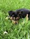 Miniature Pinscher Puppies for sale in Manteca, CA, USA. price: NA