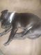 Miniature Pinscher Puppies for sale in Winston-Salem, NC, USA. price: NA