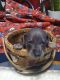 Miniature Pinscher Puppies for sale in Milton, PA, USA. price: $800