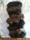 Miniature Pinscher Puppies for sale in Rochester, NY, USA. price: $600