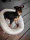 Miniature Pinscher Puppies for sale in Liberty, NY, USA. price: $1,000