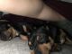 Miniature Pinscher Puppies for sale in Lawrenceville, GA, USA. price: $60