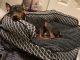 Miniature Pinscher Puppies for sale in Imperial Beach, CA 91932, USA. price: NA