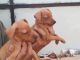 Miniature Pinscher Puppies for sale in Jeevanahalli Main Rd, Heerachand Layout, Harischandra layout, Jeevanhalli, Maruthi Sevanagar, Bengaluru, Karnataka, India. price: NA