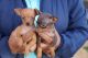 Miniature Pinscher Puppies for sale in Mysuru, Karnataka, India. price: 15000 INR