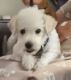 Miniature Poodle Puppies for sale in Apache Junction, AZ 85120, USA. price: NA