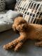 Miniature Poodle Puppies for sale in St. Petersburg, FL, USA. price: NA