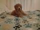 Miniature Poodle Puppies for sale in Honesdale, PA 18431, USA. price: $1,500