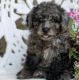 Miniature Poodle Puppies for sale in Boston, MA, USA. price: NA