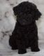 Miniature Poodle Puppies for sale in Boston, MA, USA. price: $1,900