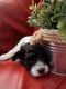 Miniature Poodle Puppies for sale in Little Rock, AR, USA. price: NA