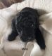 Miniature Poodle Puppies for sale in Little Rock, AR, USA. price: $1,300