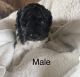 Miniature Poodle Puppies for sale in Little Rock, AR, USA. price: $1,500