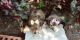 Miniature Poodle Puppies for sale in Alvarado, TX 76009, USA. price: NA