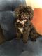 Miniature Poodle Puppies for sale in Tulsa, OK, USA. price: NA