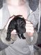 Miniature Poodle Puppies for sale in La Pine, OR 97739, USA. price: NA