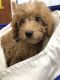 Miniature Poodle Puppies for sale in Lowell, MA 01850, USA. price: $3,500