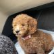 Miniature Poodle Puppies for sale in Jersey City, NJ, USA. price: $1,200