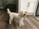 Miniature Poodle Puppies for sale in Oldsmar, FL 34677, USA. price: $500