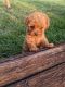 Miniature Poodle Puppies for sale in Syracuse, IN 46567, USA. price: $2,200