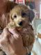 Miniature Poodle Puppies for sale in Detroit, MI, USA. price: NA