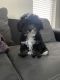 Miniature Poodle Puppies for sale in San Antonio, TX, USA. price: $700