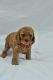 Miniature Poodle Puppies for sale in Monroe Township, NJ 08831, USA. price: NA
