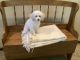 Miniature Poodle Puppies for sale in Royalton, MN 56373, USA. price: $1,000