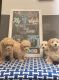 Miniature Poodle Puppies for sale in South Orange, NJ 07079, USA. price: $2,300