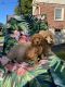 Miniature Poodle Puppies for sale in Quarryville, PA 17566, USA. price: $1,700