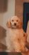 Miniature Poodle Puppies for sale in Pearland, TX, USA. price: NA