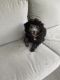 Miniature Poodle Puppies for sale in Jacksonville, FL, USA. price: NA