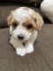 Miniature Poodle Puppies for sale in Fresno, CA, USA. price: $2,000