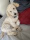 Miniature Poodle Puppies for sale in Springfield, MA, USA. price: $900