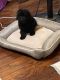 Miniature Poodle Puppies for sale in St. Louis, MO, USA. price: $2,000