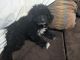 Miniature Poodle Puppies for sale in Bel Air, MD 21014, USA. price: NA