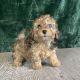 Miniature Poodle Puppies for sale in San Diego, CA 92128, USA. price: NA