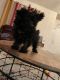 Miniature Poodle Puppies for sale in Durham, NC 27703, USA. price: NA