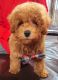 Miniature Poodle Puppies for sale in New City, NY, USA. price: $3,000