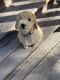 Miniature Poodle Puppies for sale in Clearfield, UT, USA. price: NA