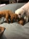 Miniature Poodle Puppies for sale in Honesdale, PA 18431, USA. price: $1,600
