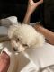 Miniature Poodle Puppies for sale in Louisburg, KS 66053, USA. price: $400