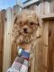 Miniature Poodle Puppies for sale in Bakersfield, CA, USA. price: $1,900